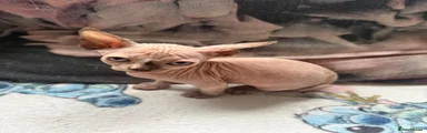Sphynx Kitten 4