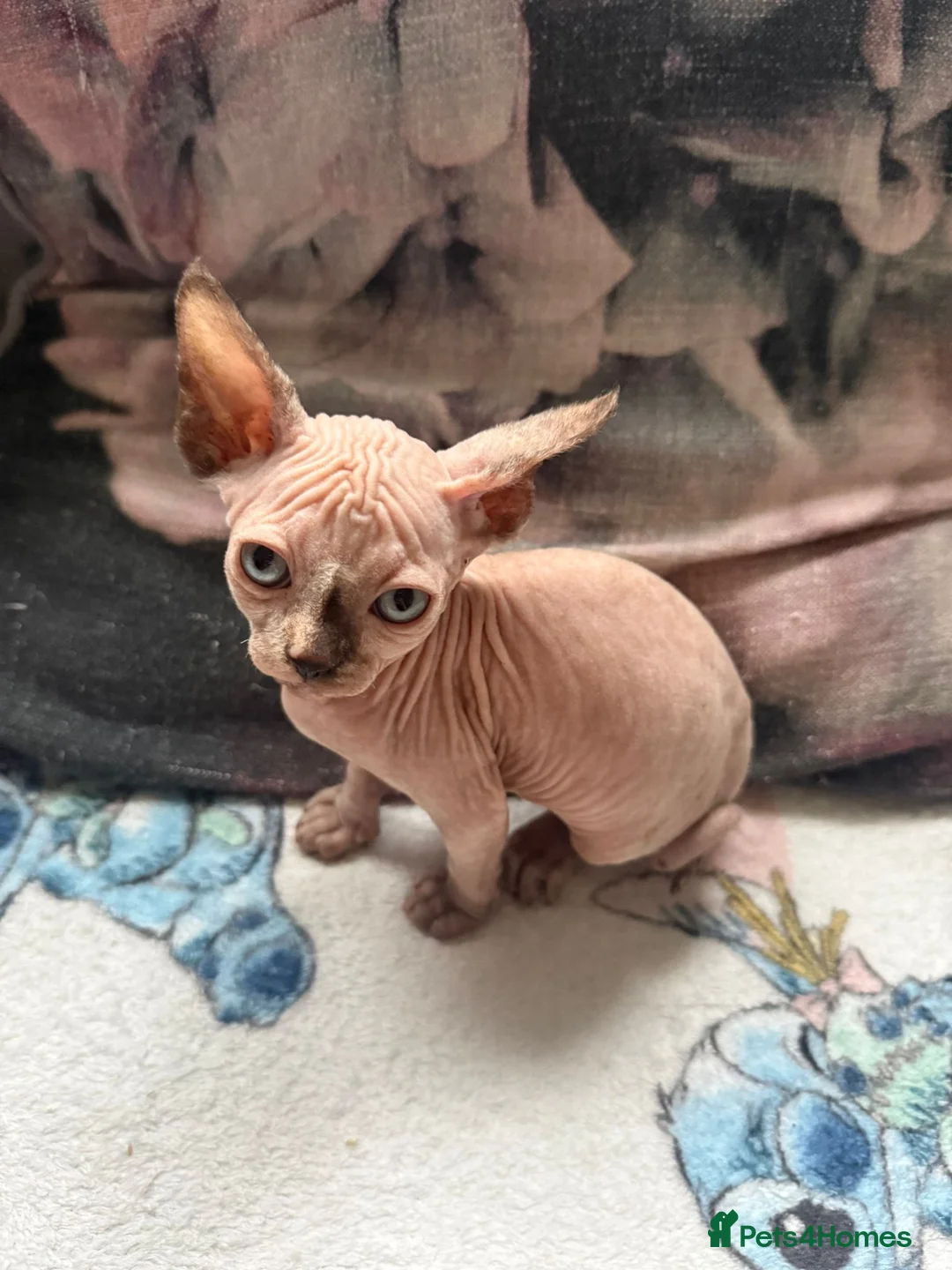 Sphynx cats for sale: Sphynx kittens  - Advert 11