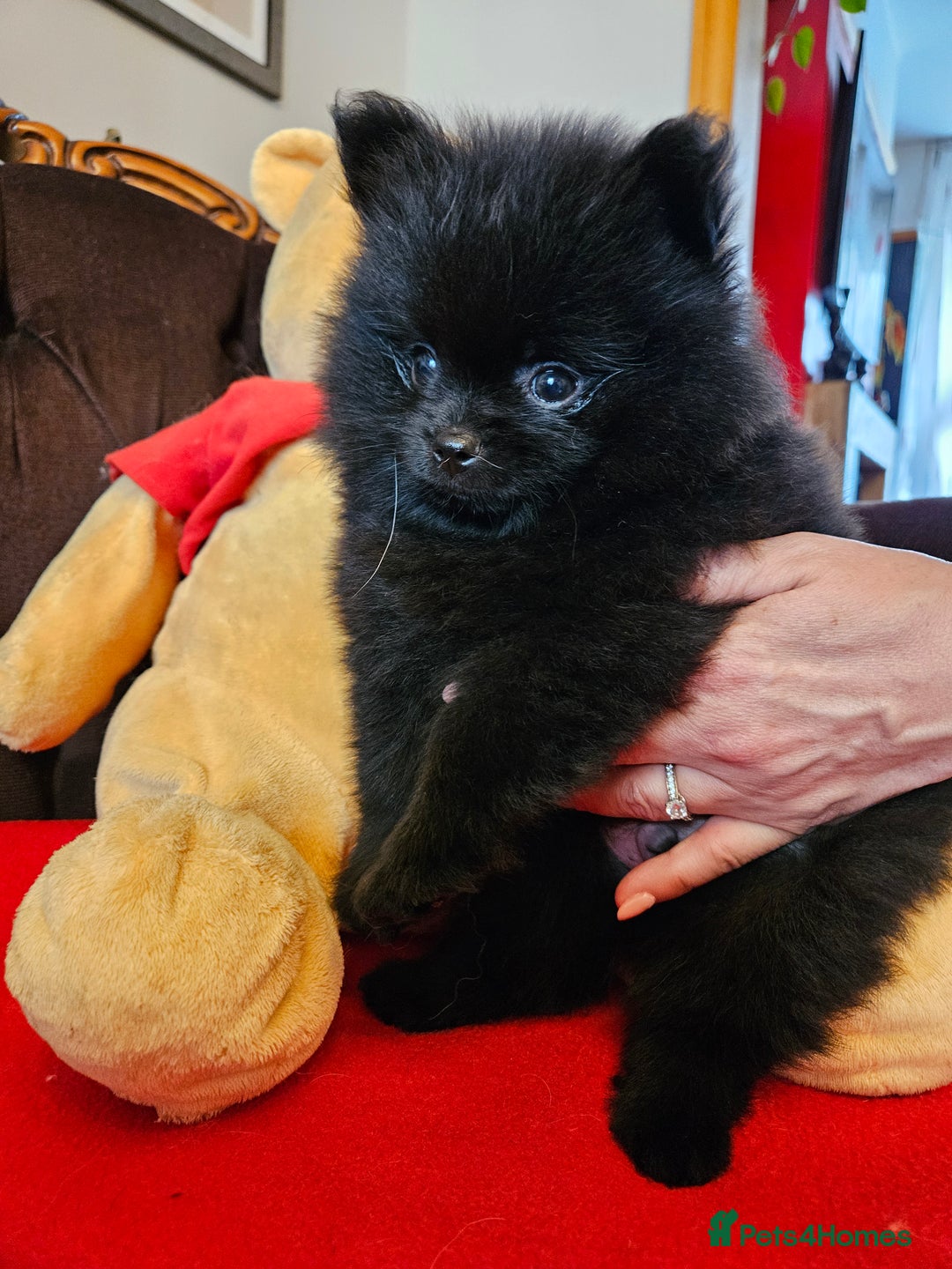 Pomeranian dogs for sale: 3 beautiful black pomeranian boys for sale  - Image 11
