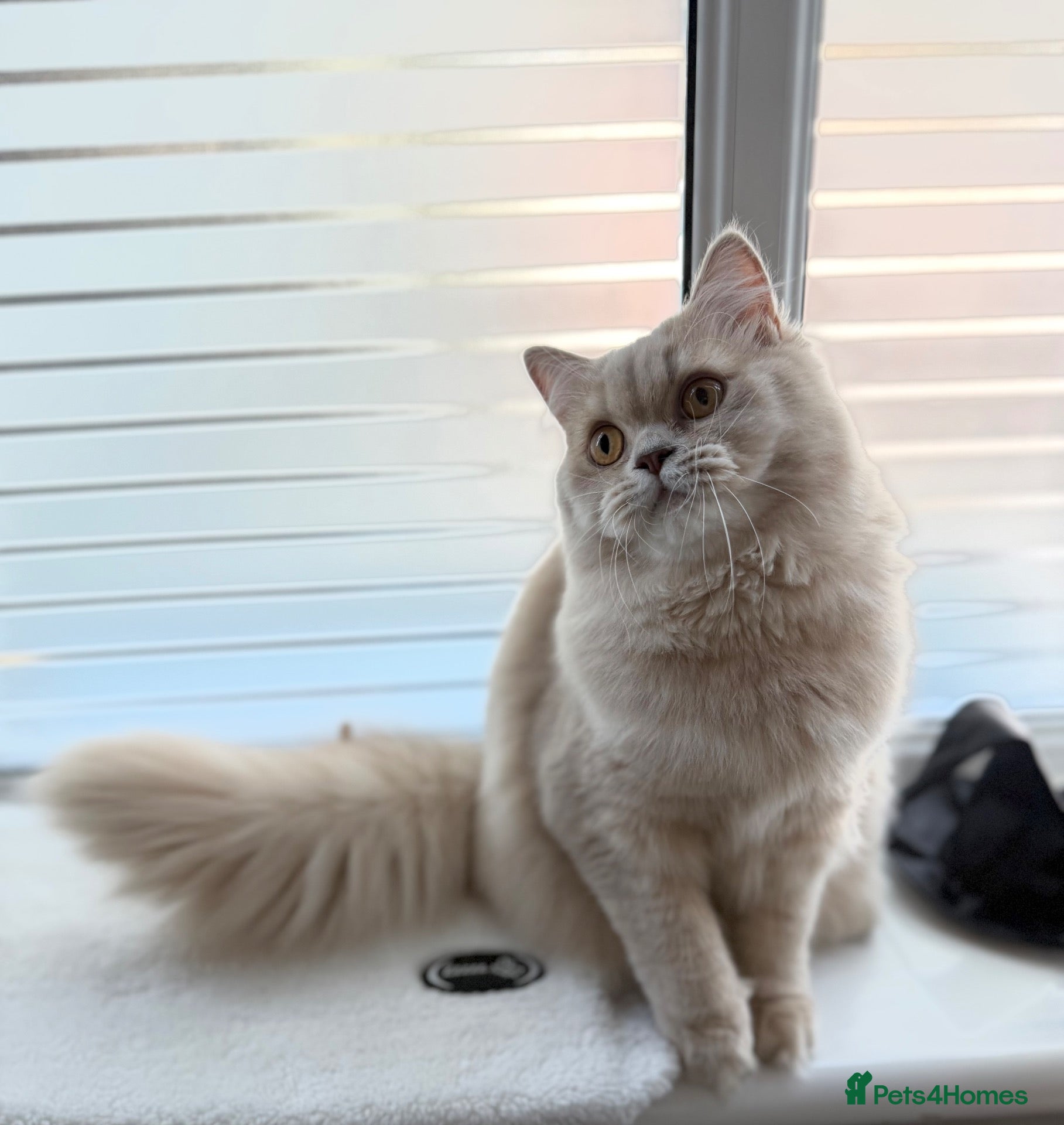 British Longhair cats ⭐️GCCF BLH Golden Lilac Girl💝 - Advert 1