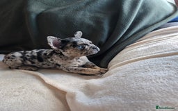 French Bulldog dogs for sale: frenchie pups merle ready now - Image 6