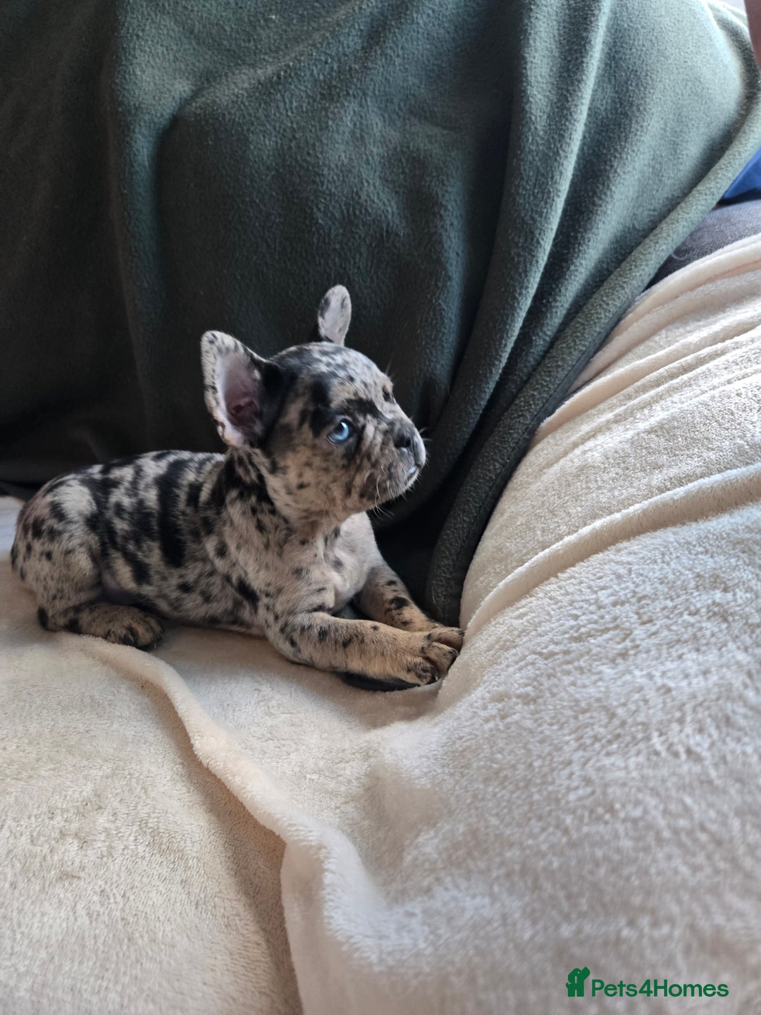 French Bulldog dogs for sale: frenchie pups merle ready now - Image 6
