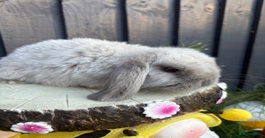 Mini Lion Lop rabbits - Advert 9