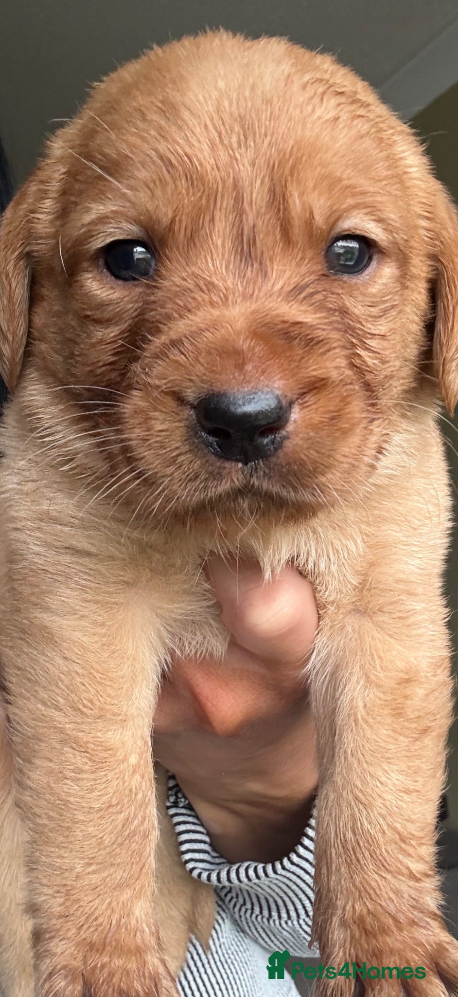 Labrador Retriever dogs Fox red and yellow/white Labrador pups - Advert 1