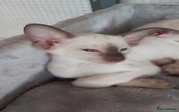 Oriental cats for sale: Full Pedigree Oriental 6 Kittens XL size ears GCCF - Image 37