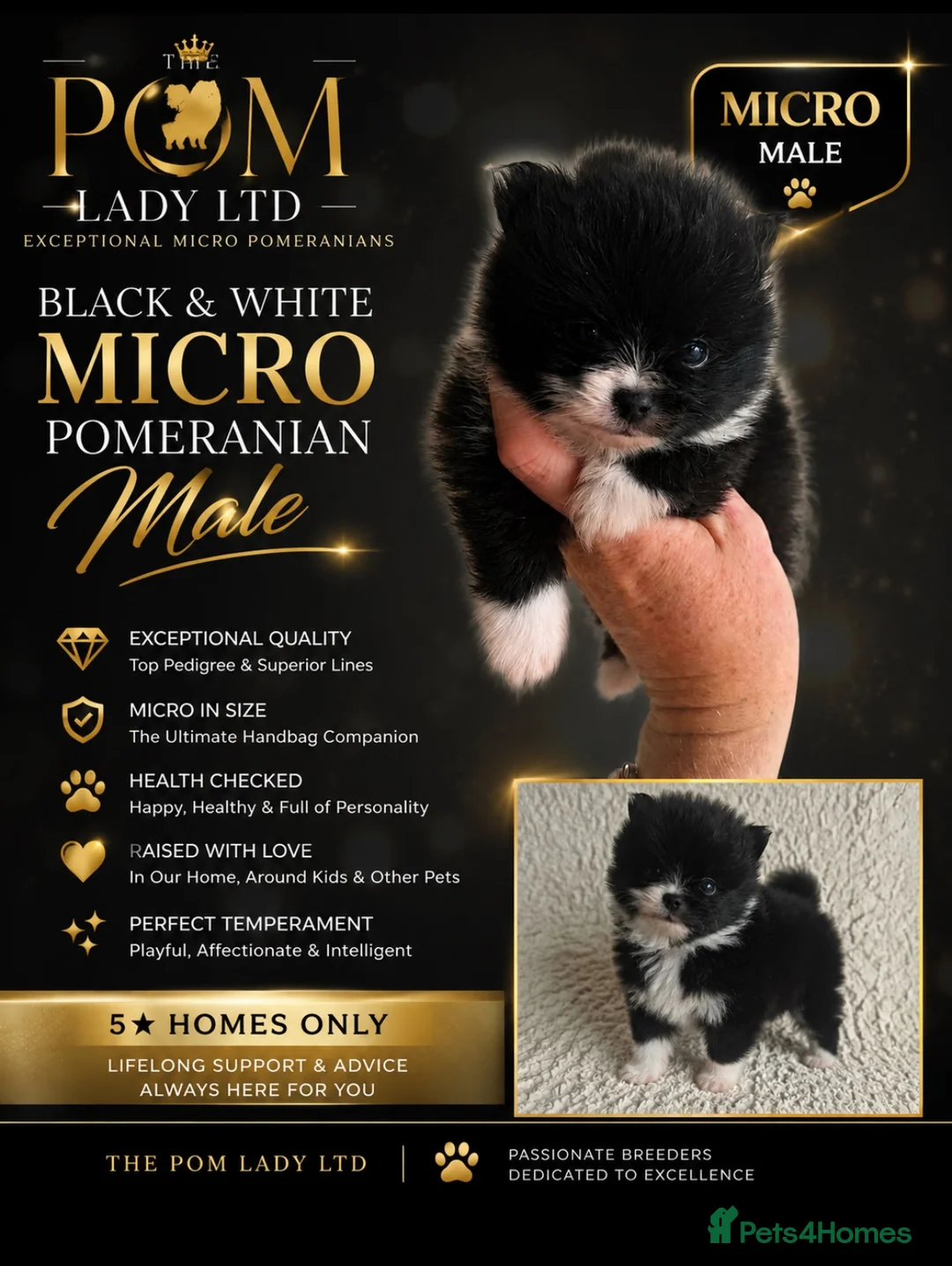 Pomeranian dogs for sale: 🧸 TOP QUALITY POM PUPPIES 🧸 - Advert 2