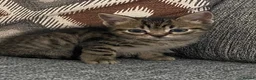 Mixed Breed cats for sale: 9 week old kittens  - Advert 6