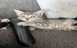 Mixed Breed cats for sale: Kitten’s ready now  - Image 1