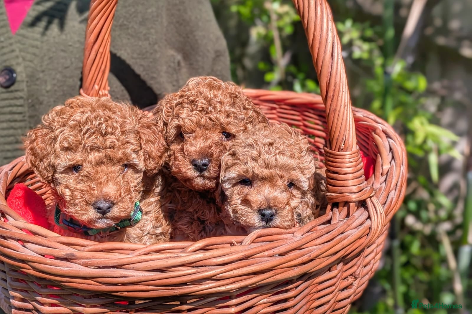 Toy Poodle dogs Gorgeous, lively KC Registered Toy Poodle puppies - Advert 1