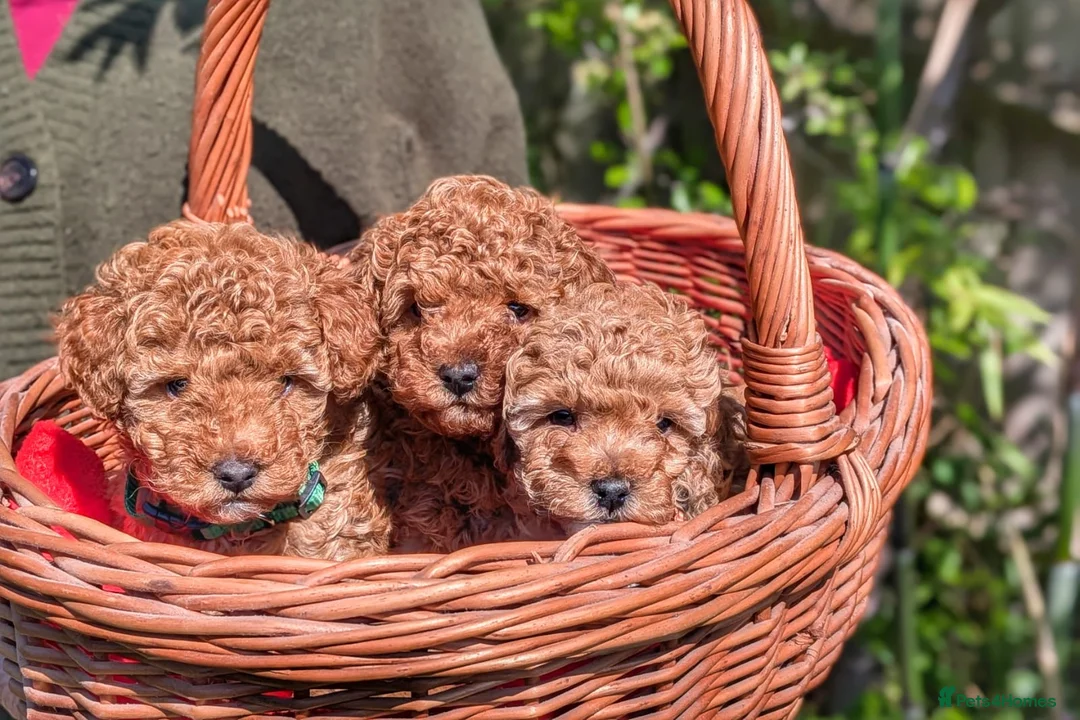 Toy Poodle dogs for sale: Gorgeous, lively KC Registered Toy Poodle puppies - Advert 1