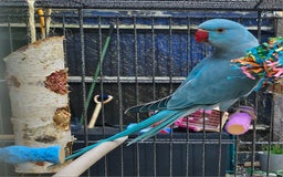 Ringnecks birds for sale: Indian ringneck parakeet  - Image 4