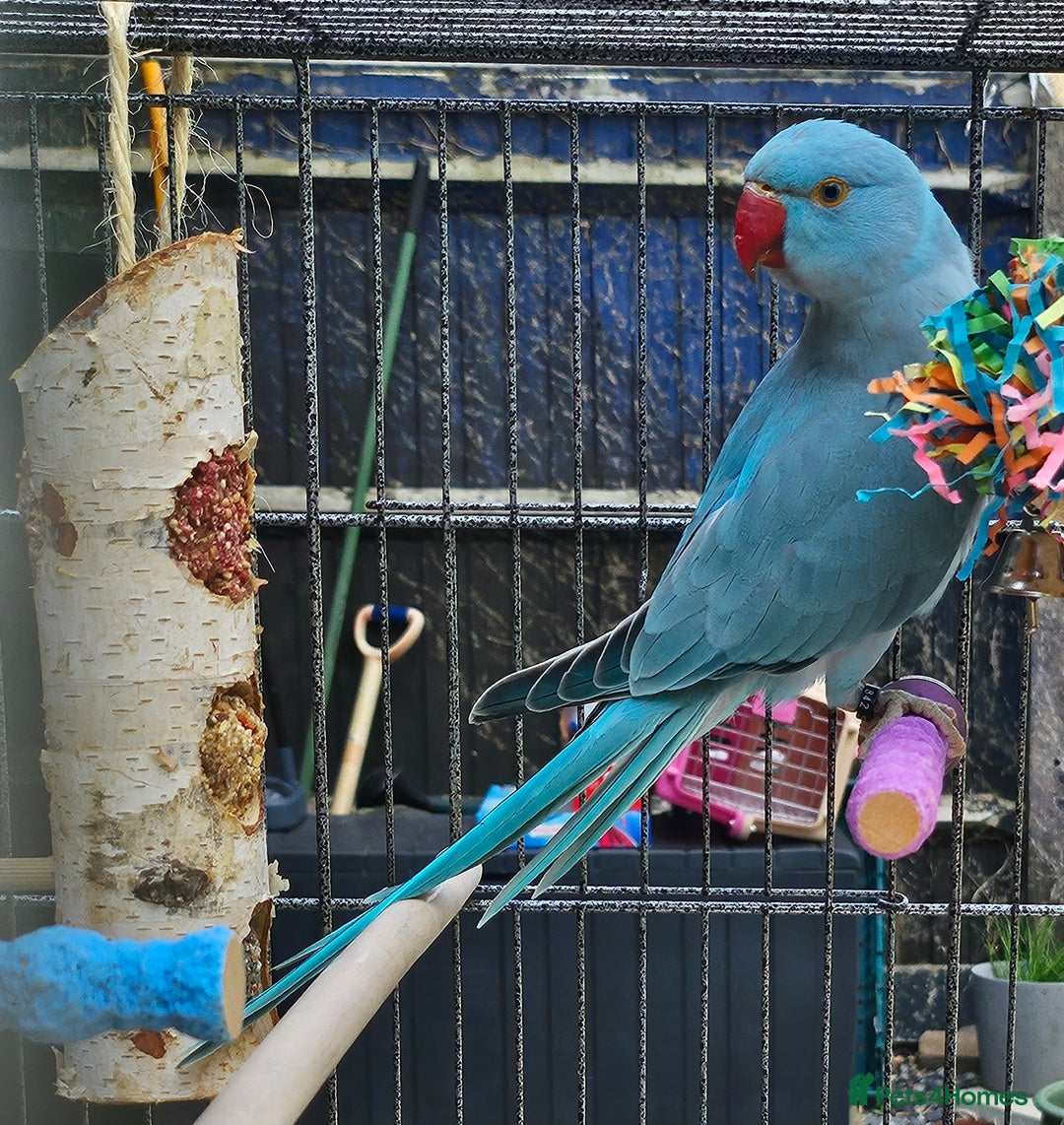 Ringnecks birds for sale: Indian ringneck parakeet  - Image 4