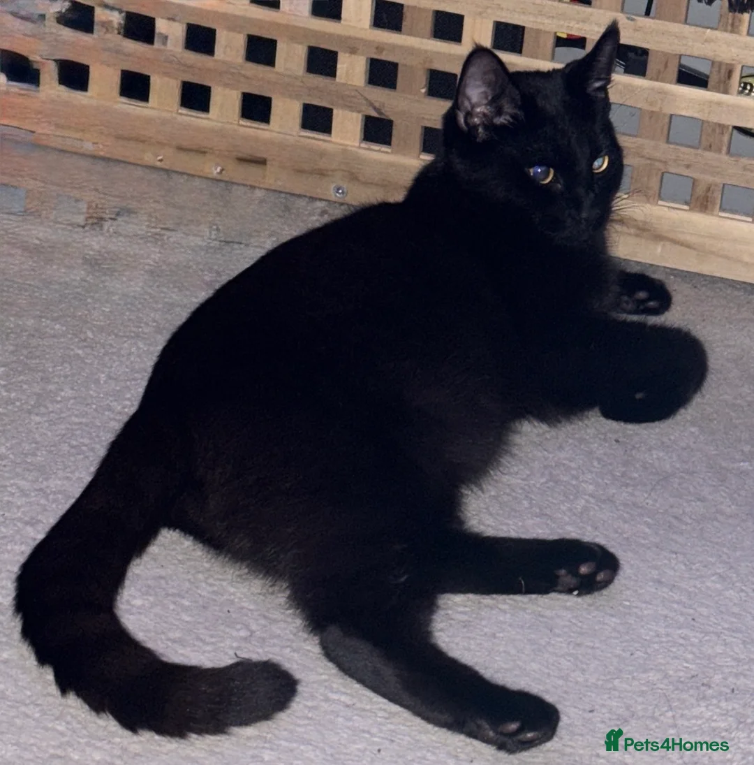 Mixed Breed cats for sale: Beautiful Black Girl 🐈‍⬛ Must Go!  - Advert 8