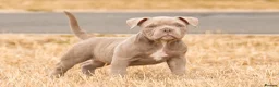 American Bully dogs for sale: Micro  Exotic  bullies - Advert 20