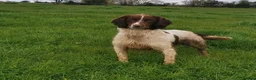 English Springer Spaniel dogs for sale: KC Registered Springer Spaniel Puppy - Advert 12
