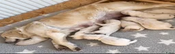 Golden Retriever dogs for stud: CREAM, PROVEN & FULLY DNA CLEAR, ICT 1 & 2 CLEAR - Advert 18
