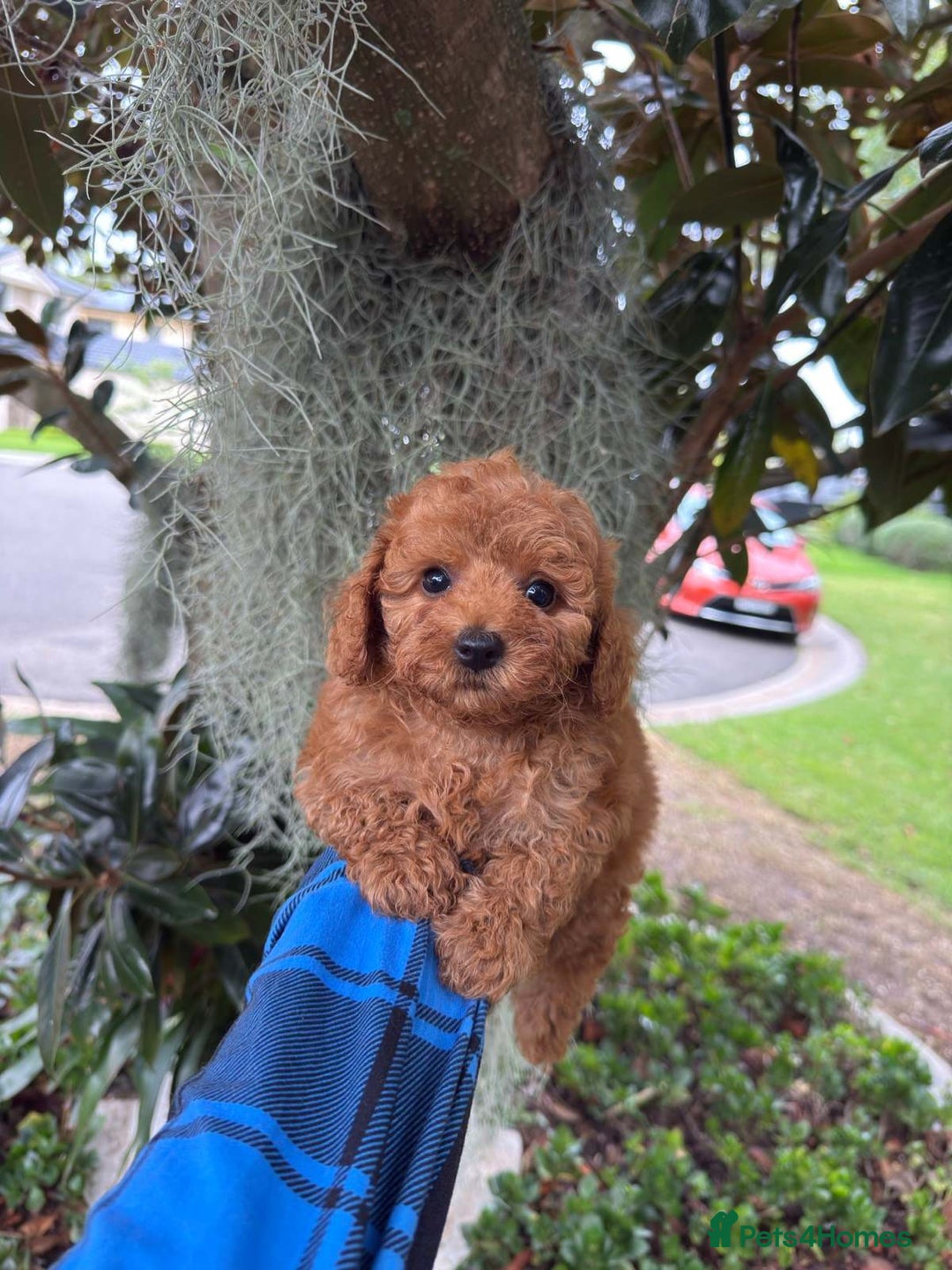 Toy Poodle dogs for sale: Toy poodles need a forever homes - Advert 3