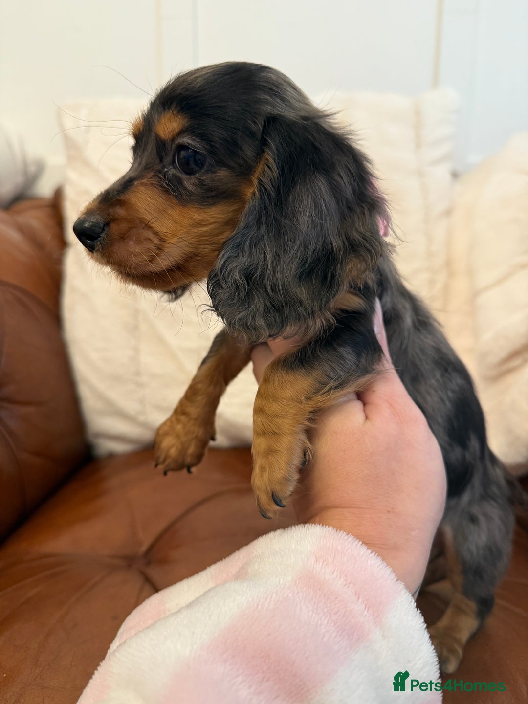 Miniature Dachshund dogs for sale: Beautiful Cream Longcoats Miniature Dachshund  - Advert 19