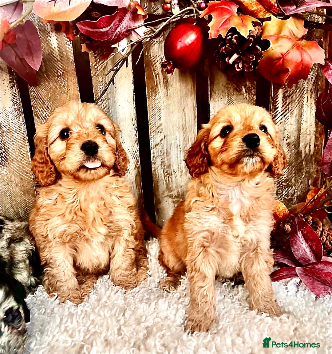 Cockapoo dogs for sale: Quality Cockapoo Puppies Blue Merle / Golden  - Advert 9