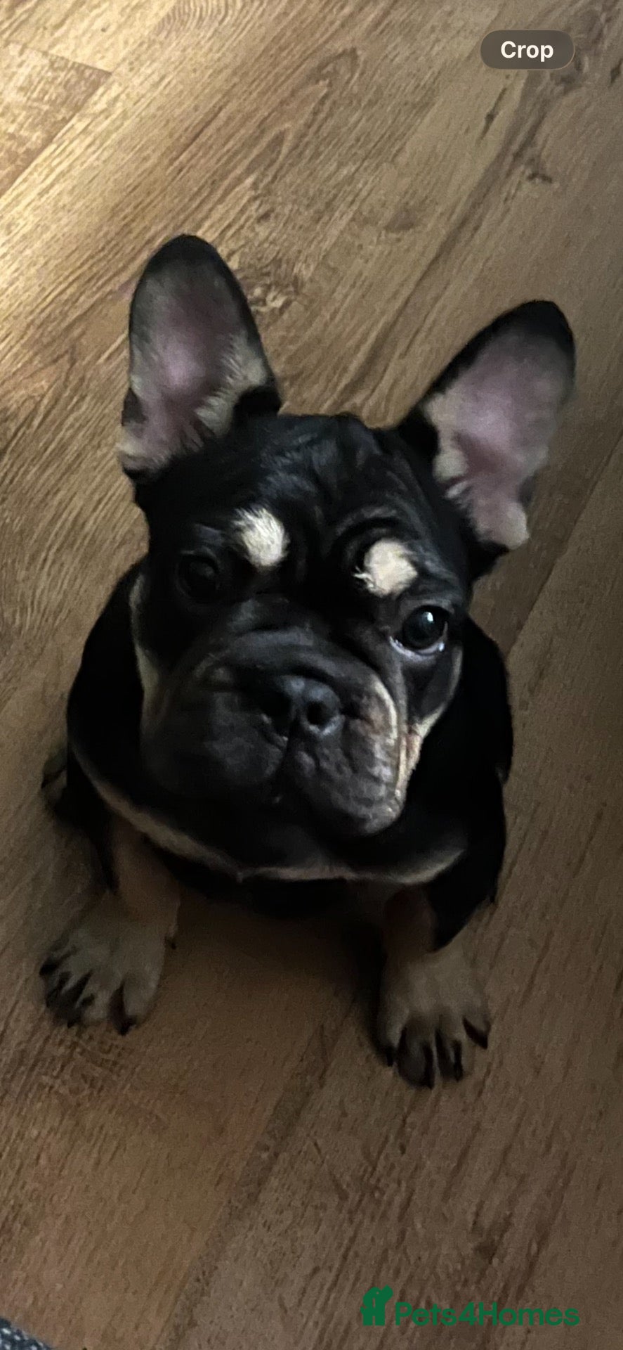 French Bulldog dogs Male Black and Tan French bulldog puppy - Advert 1