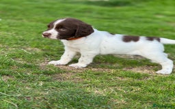 English Springer Spaniel dogs for sale: KC Registered Working Springer Spaniels  - Image 18