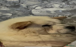 Chow Chow dogs for sale: 8 week old chow chow  - Image 3