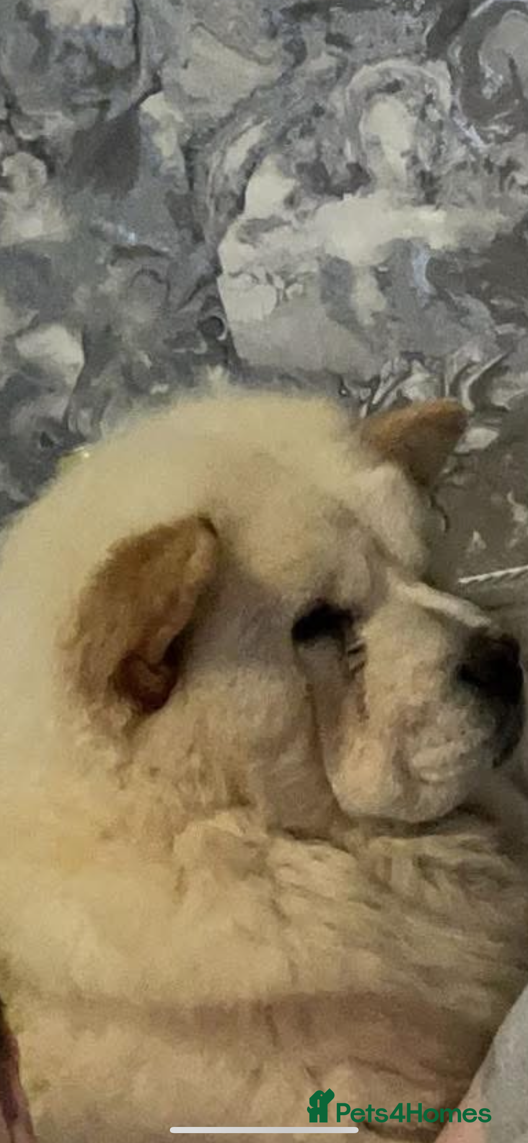 Chow Chow dogs for sale: 8 week old chow chow  - Image 3