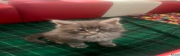 Maine Coon cats for sale: Maine coon kittens  - Advert 3