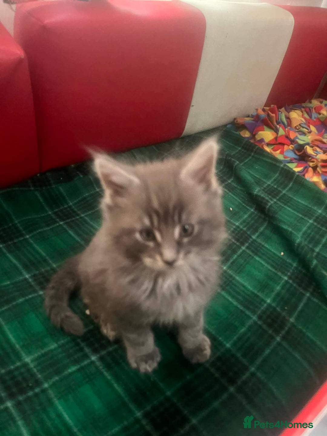 Maine Coon cats for sale: Maine coon kittens  - Advert 3