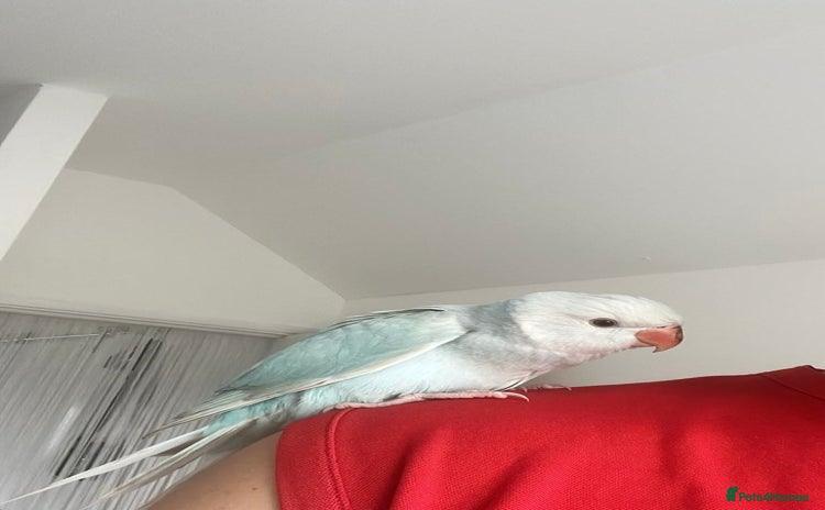 Parakeets birds - Advert 10