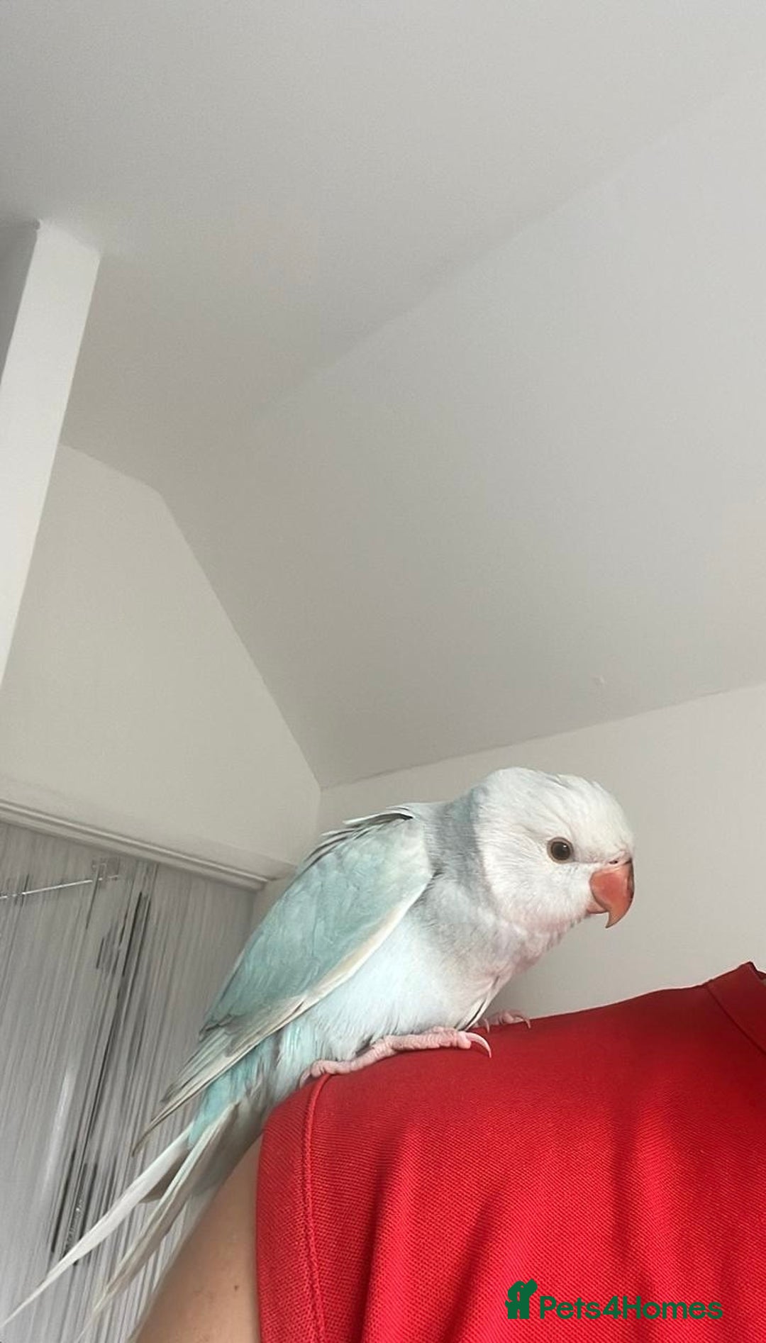 Parakeets birds for sale: Indian clear tail parakeet - Image 1