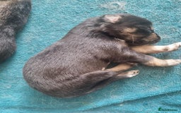Border Collie dogs for sale: new litter of border collie pups for sale  - Image 6