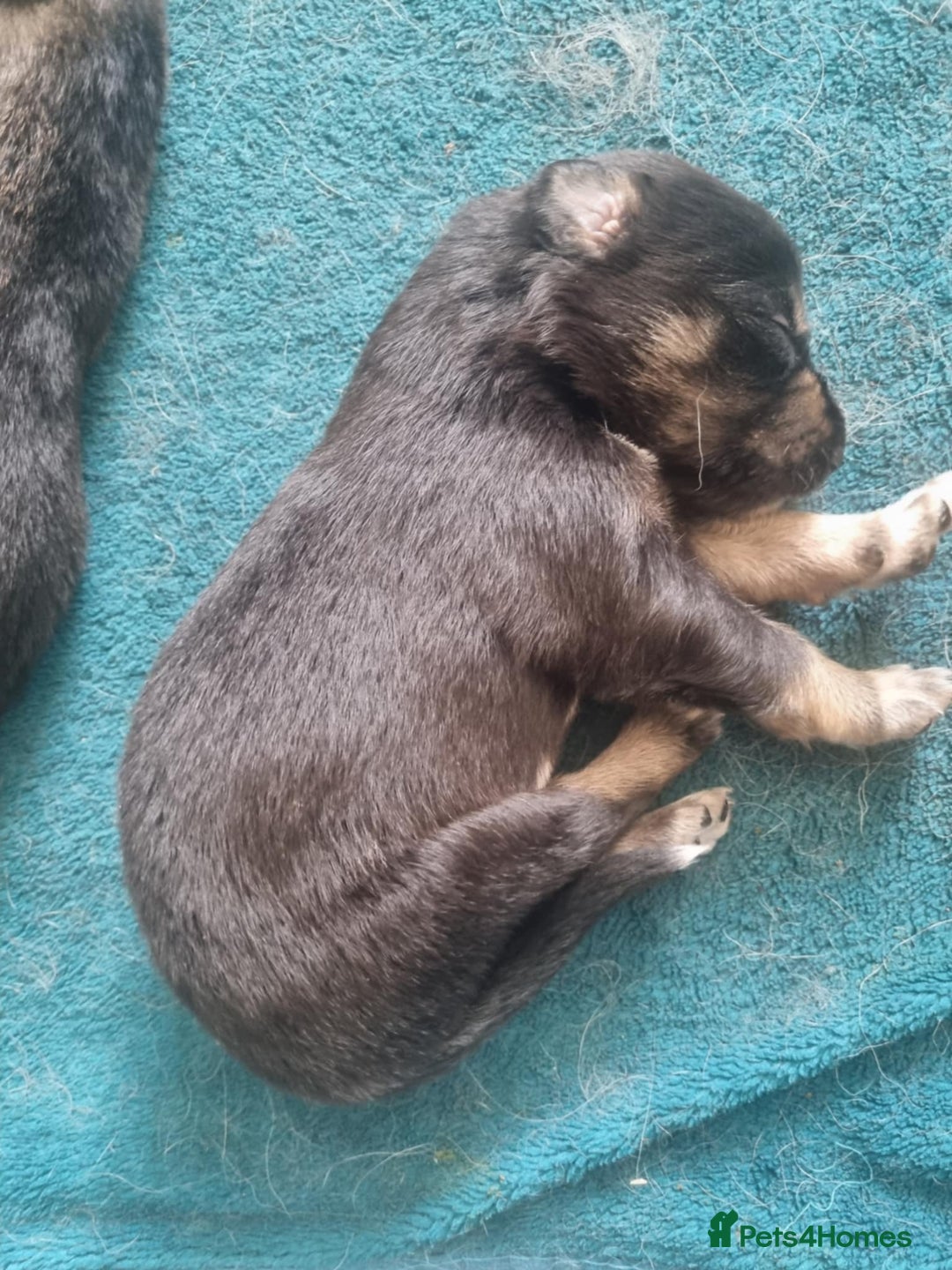 Border Collie dogs for sale: new litter of border collie pups for sale  - Image 6