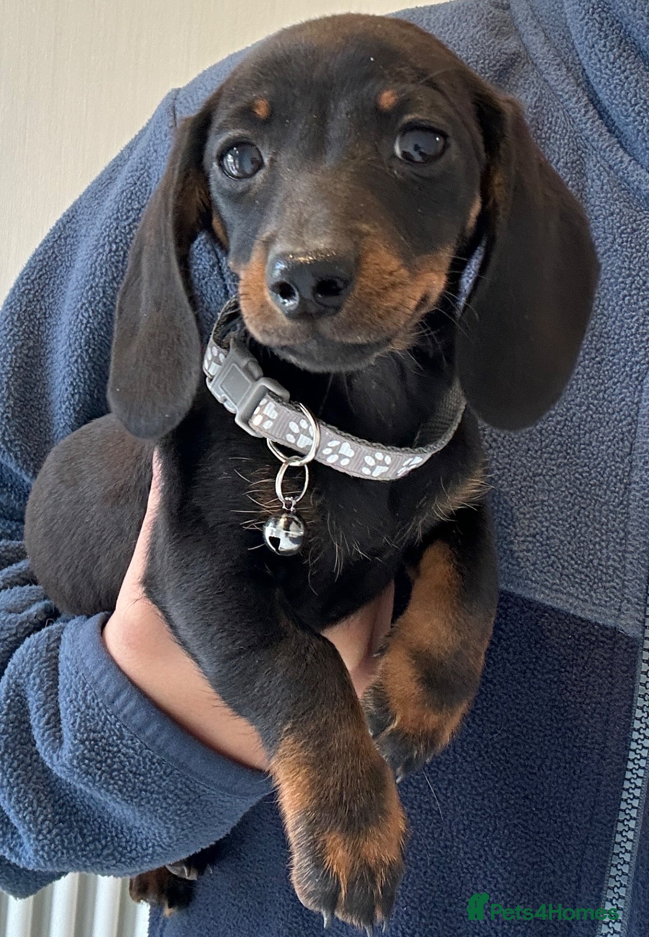 Miniature Dachshund dogs Miniature dachshund puppies  - Advert 1