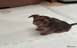 Shih Tzu dogs for sale: Shih tzu cross Yorkshire terrier - Image 9