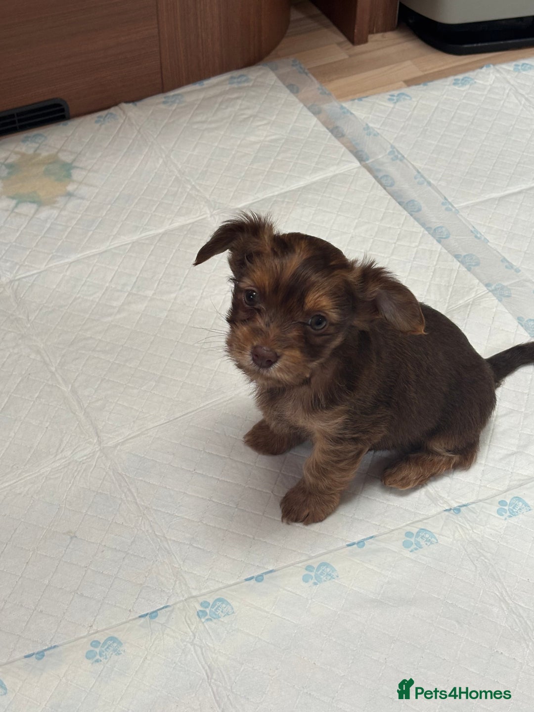 Shih Tzu dogs for sale: Shih tzu cross Yorkshire terrier - Image 9