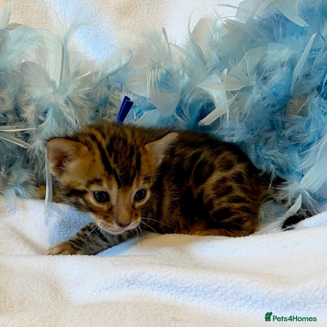 Bengal cats for sale: Nevaeh Bengals — Premium UK Bengal Breeder - Advert 5