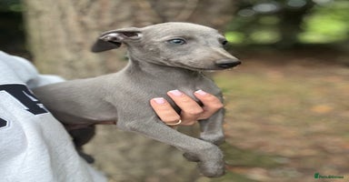 Whippet dogs - Advert 4