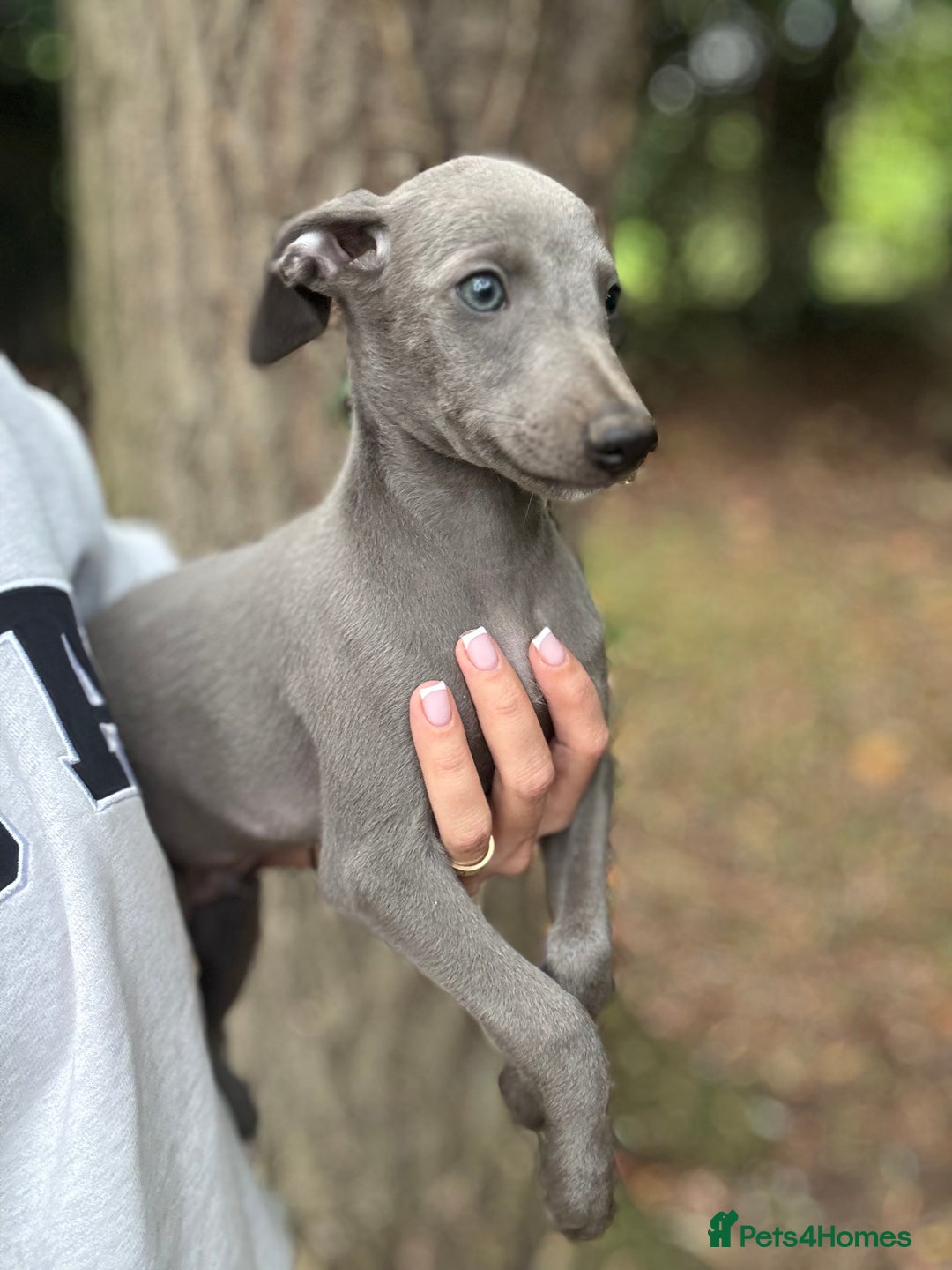 Whippet dogs for sale: 100% SHOW TYPE KC REGISTERED BLUE - Image 3