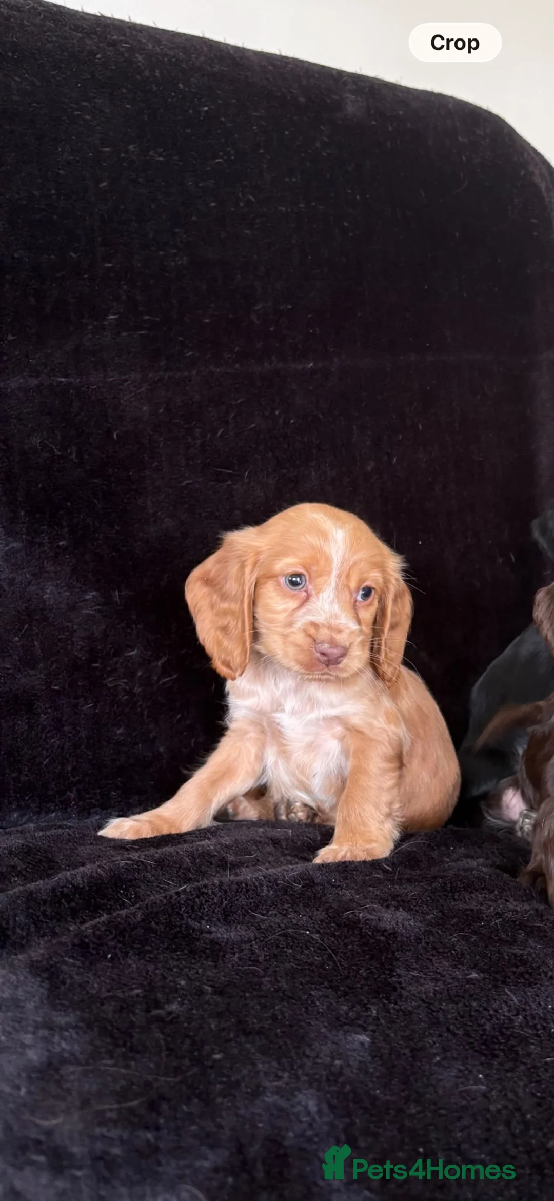Cocker Spaniel dogs for sale: Beautiful show cocker spaniel puppies - Advert 16