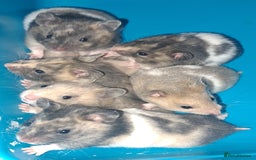 Hamster rodents for sale: Sirian hamsters - Image 2