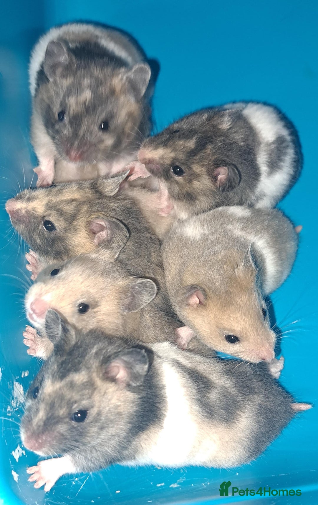 Hamster rodents for sale: Sirian hamsters - Image 2