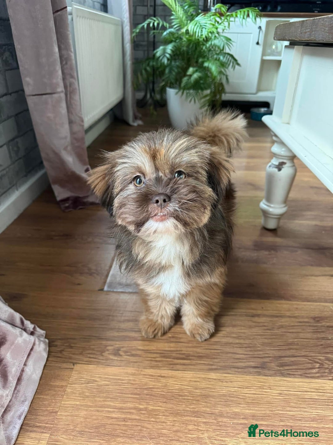 Mixed Breed dogs for sale: Gentle, Child-Friendly Dog Seeking a Loving Home - Advert 12