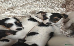 Jack Russell dogs for sale: rough coated Jack Russell  - Image 7