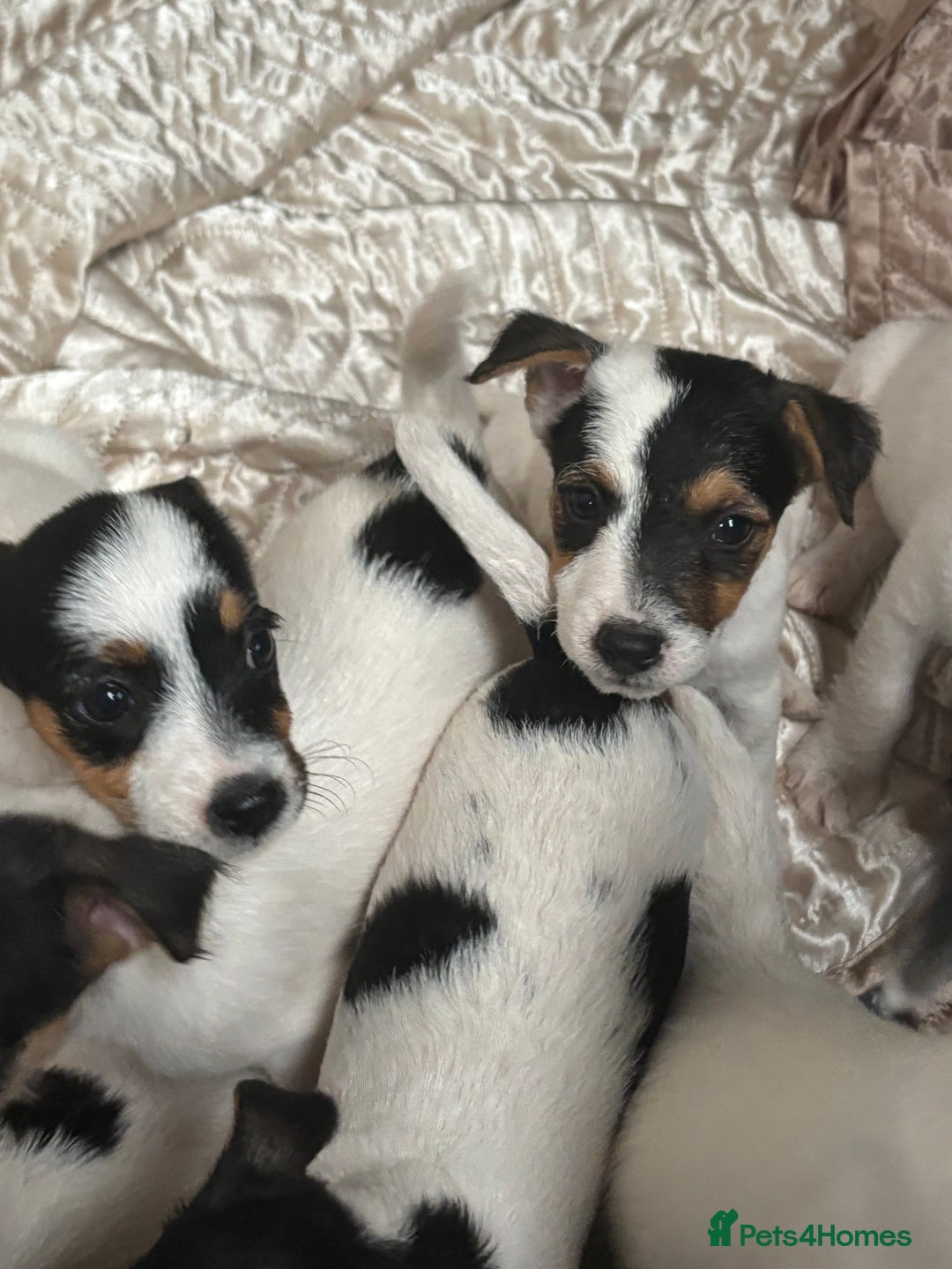 Jack Russell dogs for sale: rough coated Jack Russell  - Image 7