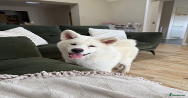 Japanese Akita Inu dogs in Northampton - Advert 7