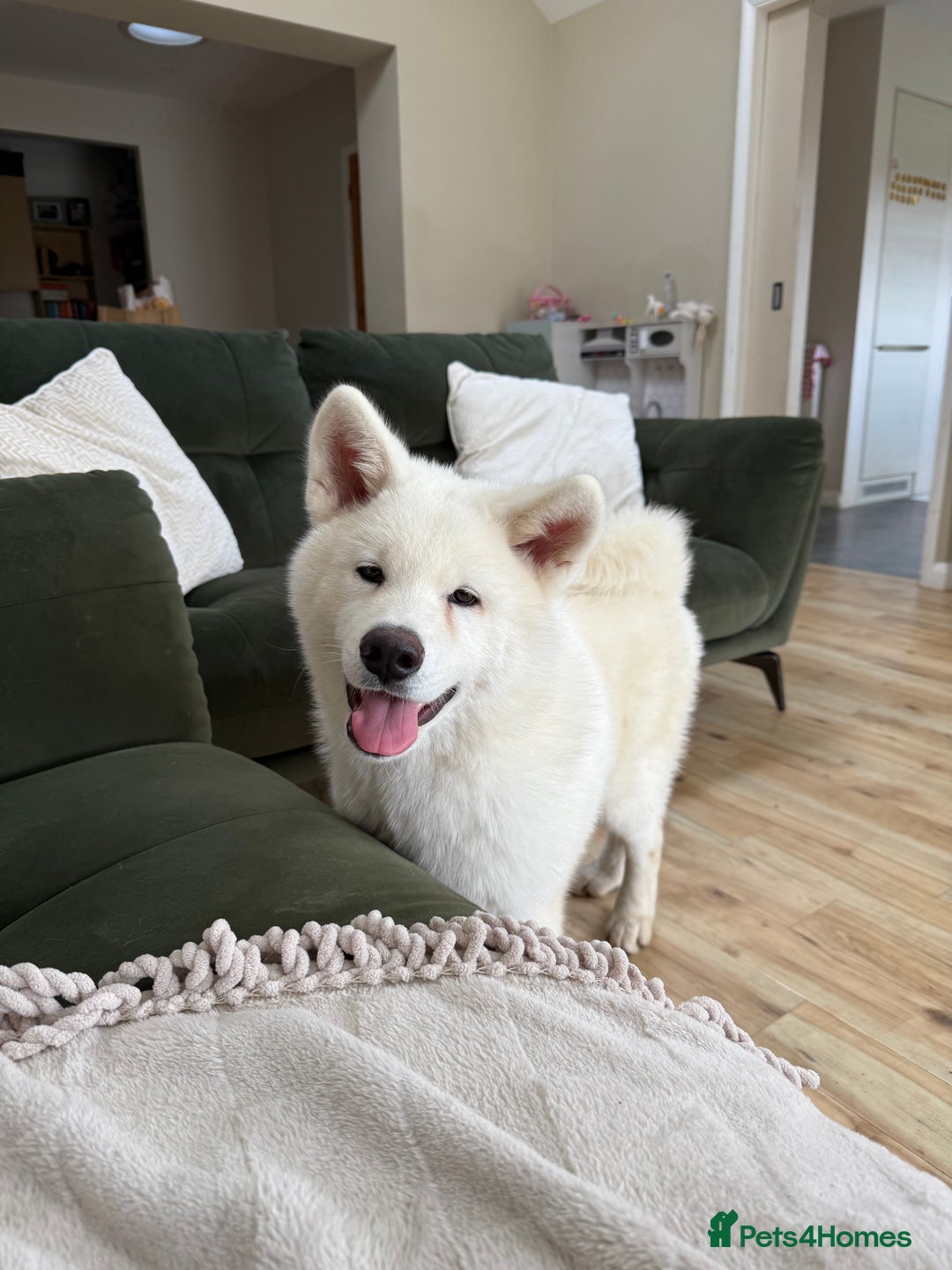 Japanese Akita Inu dogs for sale: Lovely white boy is looking for 5 ⭐ home!  in Northampton - Image 6