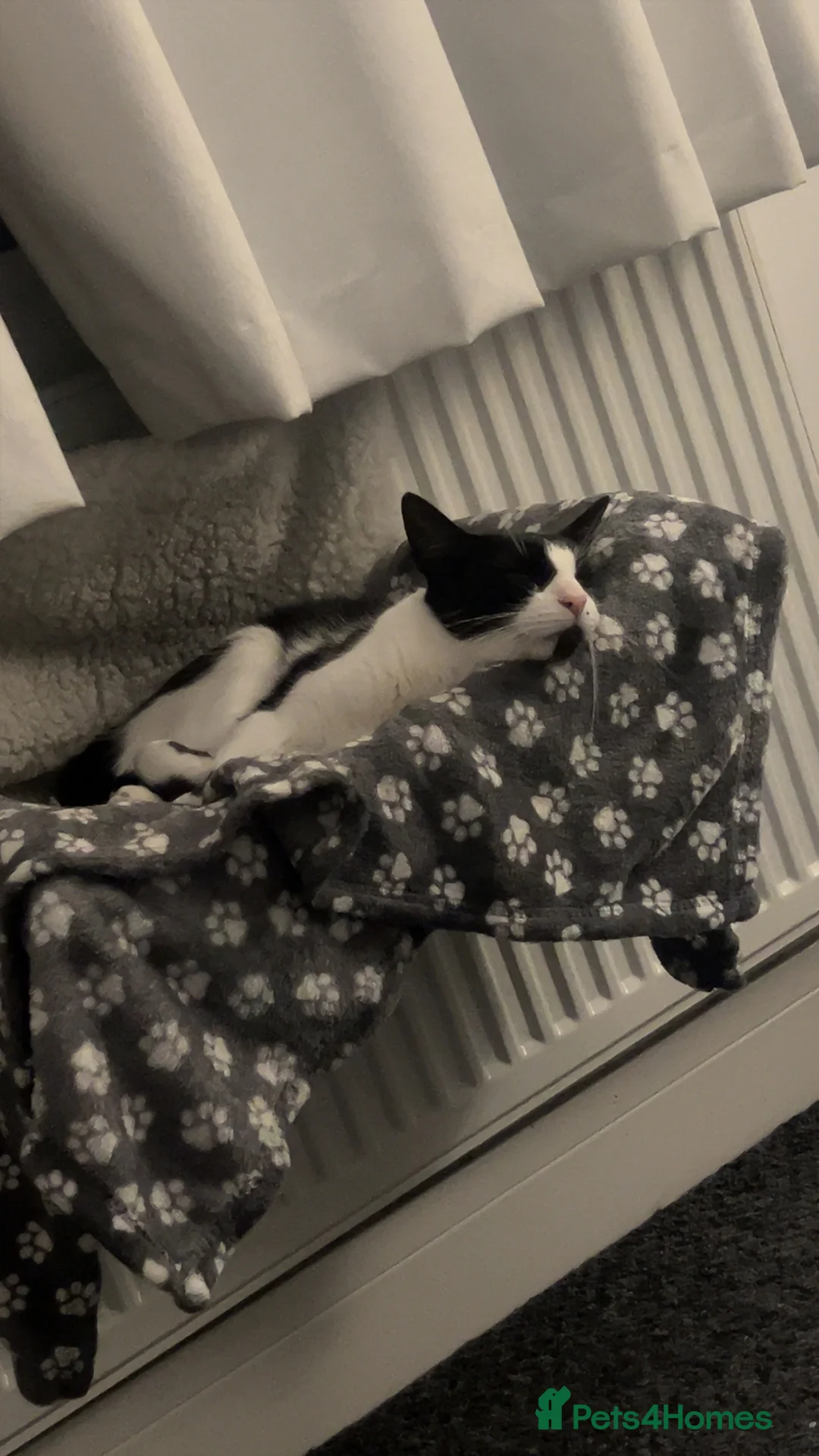 American Shorthair cats for sale: Timid girl looking for a quiet home  in Barnsley - Advert 2