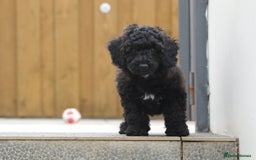 Poochon dogs for sale: F1 Poochon puppy for sale - Image 15