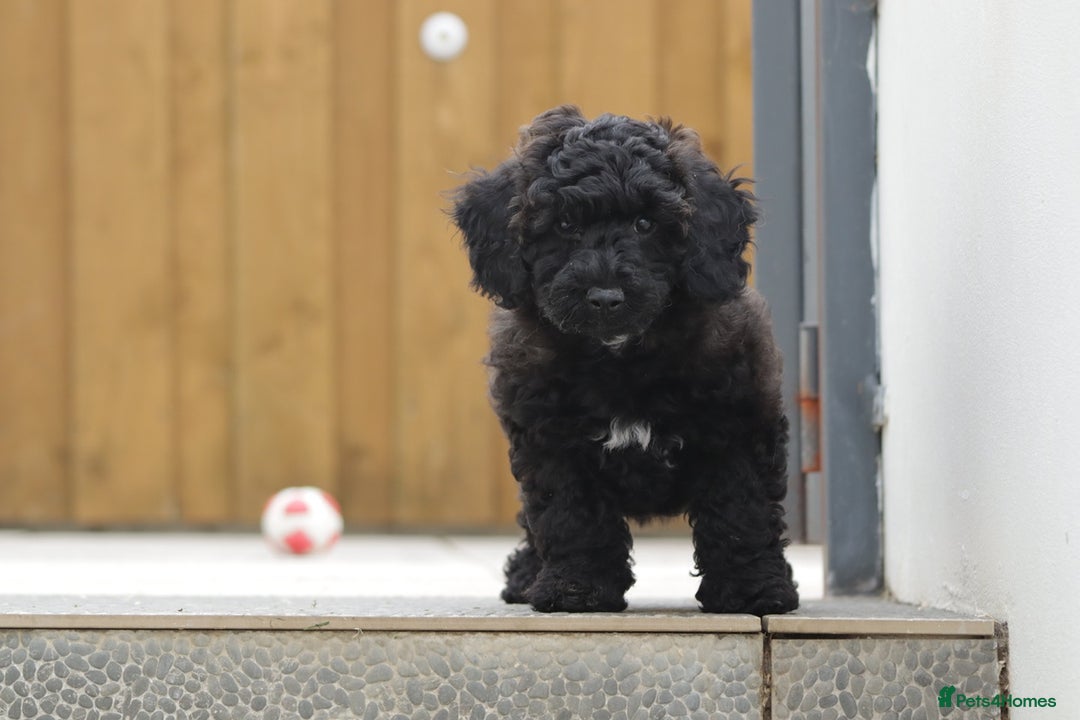 Poochon dogs for sale: F1 Poochon puppy for sale - Image 15
